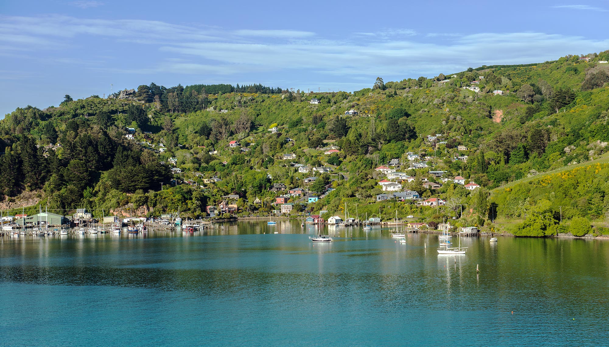 Dunedin Water Views